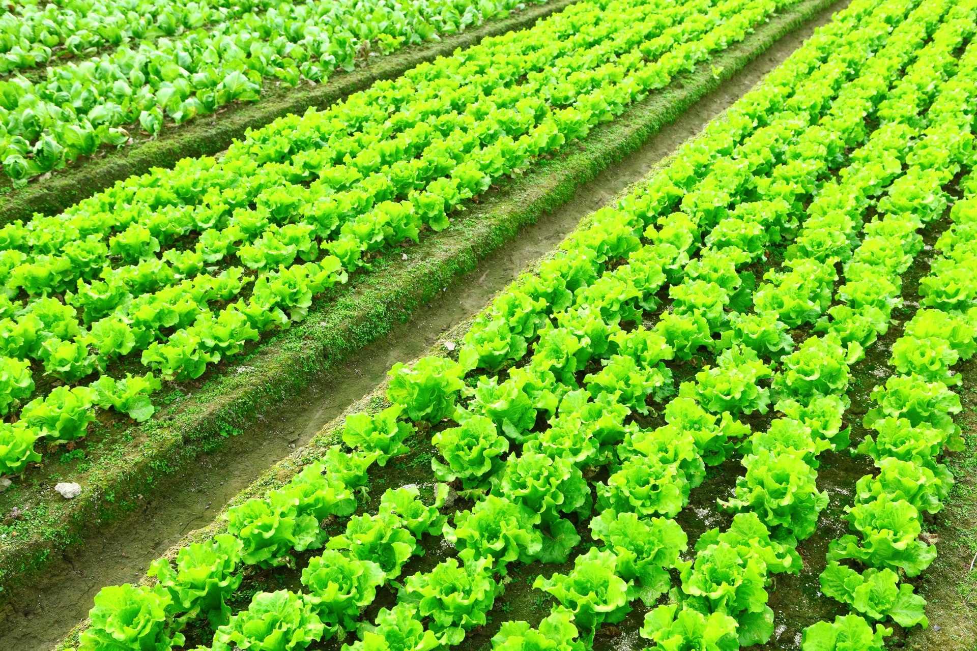 Three Funtastic Tips for Teaching Kids About Agriculture in Wisconsin