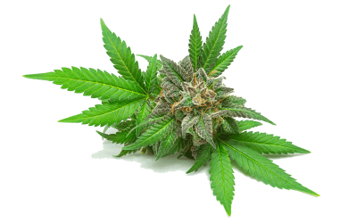 Taking Online Cannabis Courses in the Business Sciences Discipline